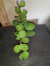 succulent house plants for sale succulent house plants for sale SWINDON