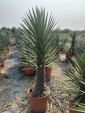 Yucca palme filifera gebraucht kaufen  Miltenberg