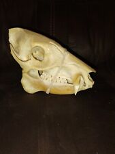 Authentic javelina skull for sale  Dothan