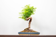 Large twisted trunk for sale  DERBY