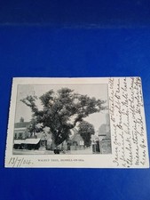 walnut tree for sale walnut tree for sale HASTINGS