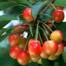 Cerisier bigarreau coeur d'occasion  Pouzauges