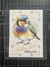 2024 gouldian finch for sale  Jacksonville