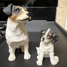 Jack russell terrier for sale  BRIDGWATER