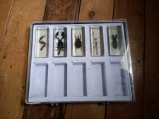 Insect resin scorpion for sale  HIGH WYCOMBE