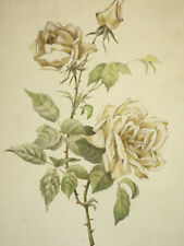 Rose the vert d'occasion  Pluvigner