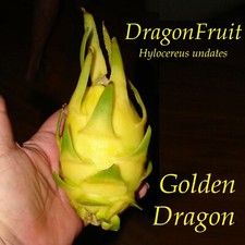 ~DRAGÃO DOURADO~ DragonFruit Pitaya polpa branca frutas amarelas Undatus sementes exóticas comprar usado  Enviando para Brazil