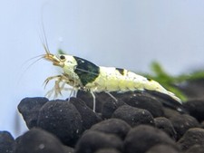 Crystal black shrimps for sale  Marysville