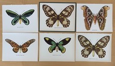 Vintage butterfly moth for sale  Apollo Beach