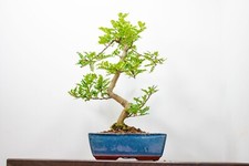 Japanese pepper bonsai for sale  DERBY