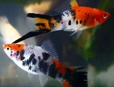 Fedex sanke swordtail for sale  Rowland Heights