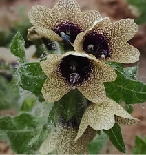 Usado, 300 Semillas de Beleño negro (Hyoscyamus niger ) Ecológico comprar usado  Enviando para Brazil
