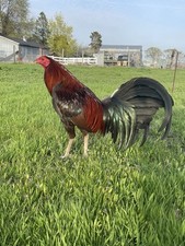 Fertile variety rare for sale  Moses Lake