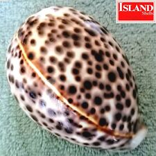 Giant cypraea tigris for sale  Pearland