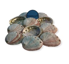 Red abalone sea for sale  Riverside