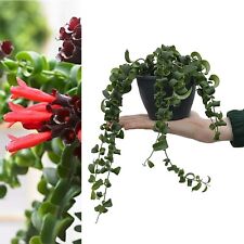 Aeschynanthus rasta curly for sale  GLASGOW