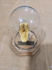 Rattlesnake head glass for sale  Rock Island
