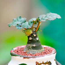 Dorstenia crispa engl. for sale  Shipping to United Kingdom