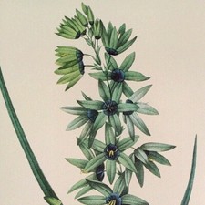 Redoute flowers taia for sale  Sahuarita