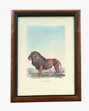 Lion print animal for sale  Broken Arrow