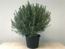 Mirto nano myrtus usato  Valmacca