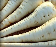 Parsnip seeds tender for sale  PEEBLES