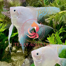 Adult platinum angelfish for sale  Cypress