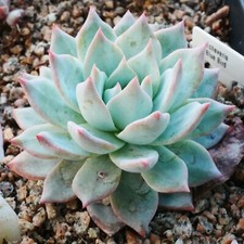 Echeveria blue bird for sale  BEXHILL-ON-SEA