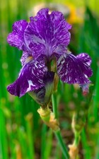 Bearded iris rhizome for sale  Caney