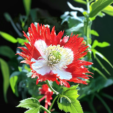 Używany, Papaver Somniferum ☆"Flaga duńska"☆[ Echter Sleepmahn ] ~ 5700 nasion (1,5g+) na sprzedaż  Wysyłka do Poland
