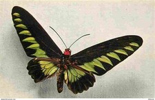 Animaux papillons ornithoptera d'occasion  Fruges