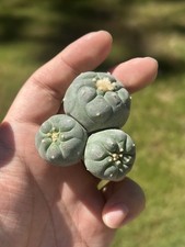Ariocarpus rare cactus for sale  Fayetteville