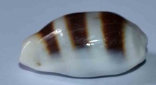 Coquillages cypraea palmadusta d'occasion  Agde