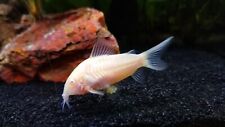 Albino cory albino for sale  Garden Grove