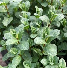 Menta spicata mentha usato  Trappeto
