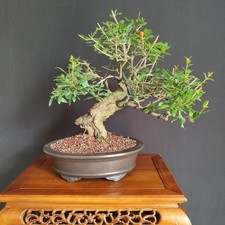 Bonsai melograno frutto usato  San Pancrazio Salentino