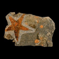 54mm brittlestar petraster for sale  Post Falls