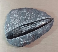 Orthoceras black matrix for sale  BOGNOR REGIS