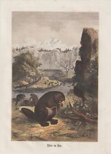 Castor na construção (fibra de castor) xilogravura lindamente colorida de 1861 comprar usado  Enviando para Brazil