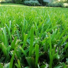 Festuca arundinacea sementi usato  Roncofreddo