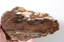 Saddle mountain agatized for sale  Polson