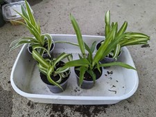 Spider plant variety for sale  Stoughton