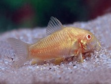Albino corydoras cory for sale Albino corydoras cory for sale  De Leon Springs