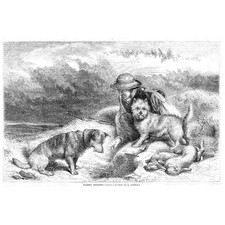 Hunting rabbit netting for sale Hunting rabbit netting for sale  GLASGOW