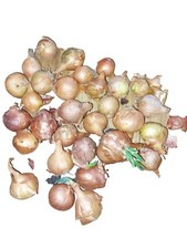 Red sun shallot for sale  BRISTOL