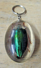 Green beetle insect for sale  GRAVESEND