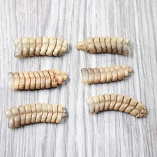 snake taxidermy for sale snake taxidermy for sale Parma