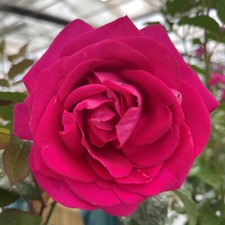 Hybrid tea rose for sale  PETERBOROUGH