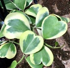 Hoya kerrii variegata for sale  Laguna Niguel