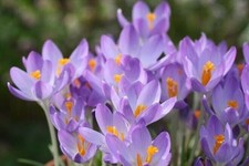 Bot krokusse barr gebraucht kaufen  Emden